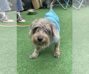 Mutt Dogs for adoption in Woodbury, NY, USA