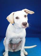 Labrador Retriever Dogs for adoption in Tupelo, MS, USA