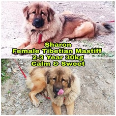 Tibetan Mastiff Dogs for adoption in Seattle, WA, USA