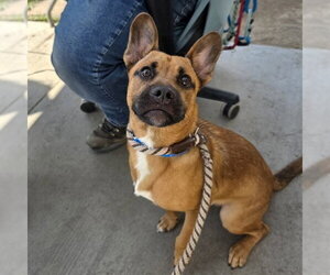 Cardigan Welsh Corgi-German Shepherd Dog Mix Dogs for adoption in Long Beach, CA, USA