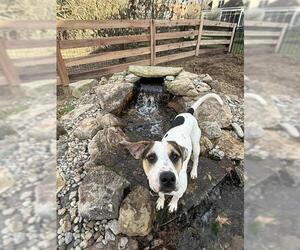 Treeing Walker Coonhound-Unknown Mix Dogs for adoption in Louisville, KY, USA