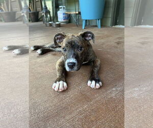 American Pit Bull Terrier-American Staffordshire Terrier Mix Dogs for adoption in Ball Ground, GA, USA