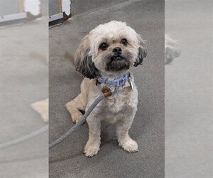 Shih Tzu Dogs for adoption in Forestville, MD, USA