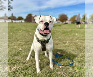 Boxer Dogs for adoption in Dumont, NJ, USA