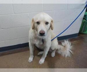 Golden Retriever Dogs for adoption in Temple, TX, USA