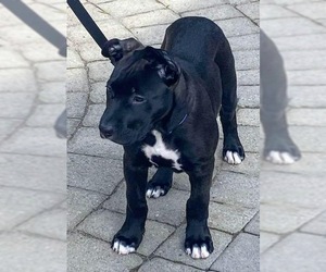 German Shepherd Dog-Staffordshire Bull Terrier Mix Dogs for adoption in Bellevue, WA, USA