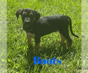 Black Mouth Cur-Unknown Mix Dogs for adoption in Monticello, MS, USA