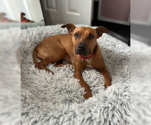 American Pit Bull Terrier-Black Mouth Cur Mix Dogs for adoption in Oakhurst, NJ, USA