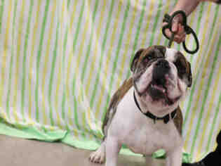 Bulldog Dogs for adoption in Upland, CA, USA