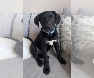Labrador Retriever-Unknown Mix Dogs for adoption in Boston, MA, USA