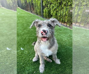 Mutt Dogs for adoption in Bellingham, WA, USA