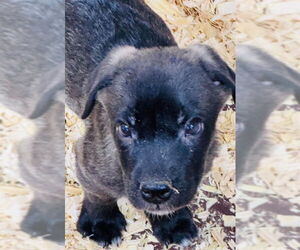 Labrenees Dogs for adoption in Grafton, WI, USA