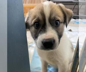 Great Pyrenees Dogs for adoption in Roanoke, VA, USA