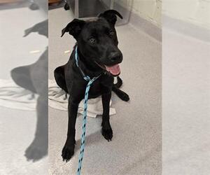 Labrador Retriever Dogs for adoption in Rancho Cucamonga, CA, USA