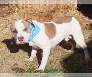 American Bulldog Dogs for adoption in Oklahoma City, OK, USA