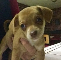 Chiweenie Dogs for adoption in Fresno, CA, USA