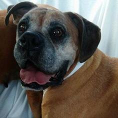 Boxer Dogs for adoption in Titusville, FL, USA