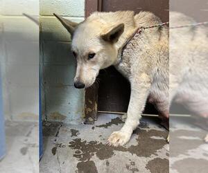 German Shepherd Dog Dogs for adoption in Stockton, CA, USA