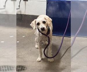 Poodle (Miniature) Dogs for adoption in Forestville, MD, USA