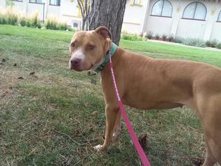 American Pit Bull Terrier Dogs for adoption in Grantsville, UT, USA
