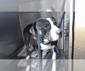 Mutt Dogs for adoption in Downey, CA, USA