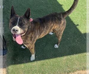 American Pit Bull Terrier-Unknown Mix Dogs for adoption in HESPERIA, CA, USA