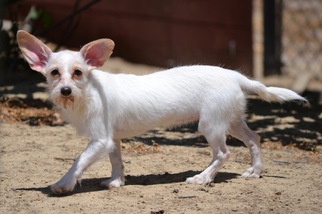 Chiweenie Dogs for adoption in Simi Valley, CA, USA