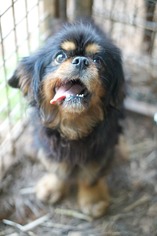 Pekingese Dogs for adoption in Rocky Mount, VA, USA