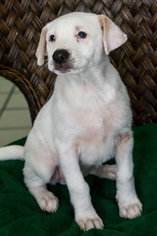 Medium Photo #1 American Bulldog Puppy For Sale in Miami, FL, USA