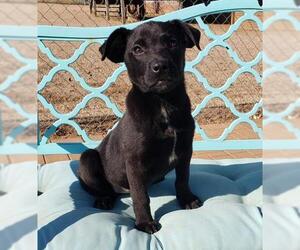 Borador Dogs for adoption in Scottsboro, AL, USA