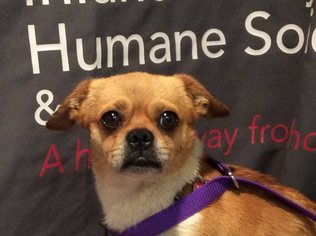 Medium Photo #1 Chihuahua Puppy For Sale in pomona, CA, USA