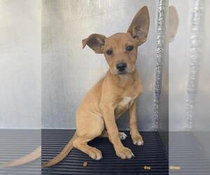 Australian Kelpie Dogs for adoption in San Antonio, TX, USA
