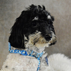 Small Cockapoo-Poodle (Toy) Mix