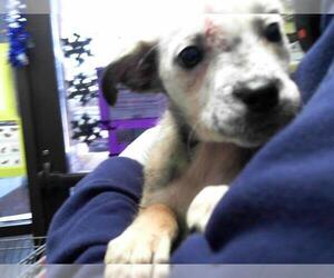 Mutt Dogs for adoption in Tulsa, OK, USA