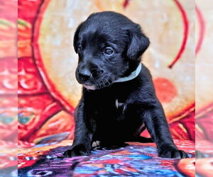 Golden Retriever-Unknown Mix Dogs for adoption in Rutherfordton, NC, USA