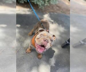 Bulldog Dogs for adoption in Fair Oaks, CA, USA