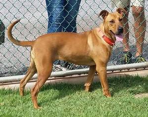 Rhodesian Ridgeback-Unknown Mix Dogs for adoption in Vancouver, WA, USA