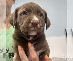 Labrador Retriever-Retriever  Mix Dogs for adoption in Washington, DC, USA