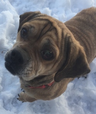 Puggle Dogs for adoption in Shaftsbury, VT, USA