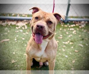 Bullboxer Pit Dogs for adoption in Orlando, FL, USA
