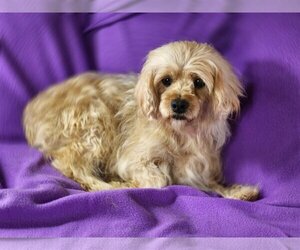 English Toy Spaniel Dogs for adoption in Bon Carbo, CO, USA