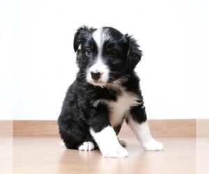 Medium Photo #1 Border Collie Puppy For Sale in Eden Prairie, MN, USA
