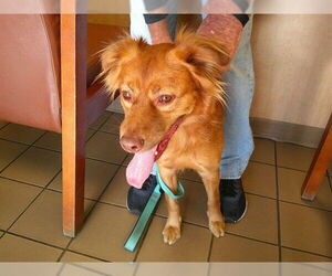 Mutt Dogs for adoption in Ocala, FL, USA