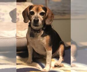 Beagle-Unknown Mix Dogs for adoption in Euless, TX, USA