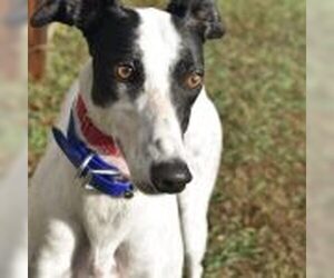 Greyhound Dogs for adoption in Grandville, MI, USA