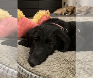 German Shepherd Dog-Irish Wolfhound Mix Dogs for adoption in Seattle, WA, USA