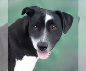 Border Collie Dogs for adoption in Pasadena, CA, USA