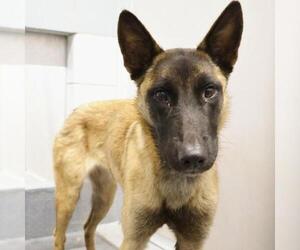 Mutt Dogs for adoption in San Antonio, TX, USA