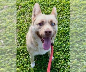Huskies -Unknown Mix Dogs for adoption in Sacramento, CA, USA