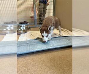 Siberian Husky-Unknown Mix Dogs for adoption in Frisco, CO, USA